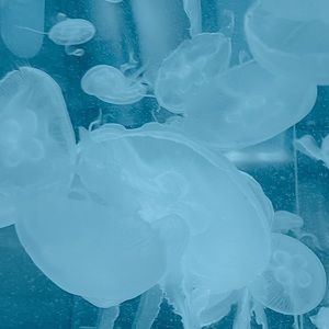 Meet your Posher, Cathy